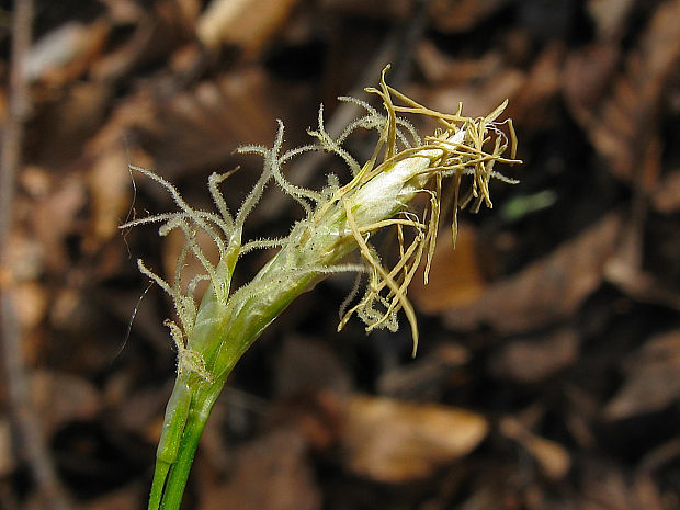 ostrica biela/ostřice bílá Carex alba Scop.