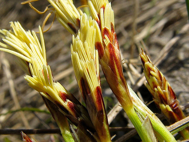 ostrica nízka/ostřice nízká Carex humilis Leyss.