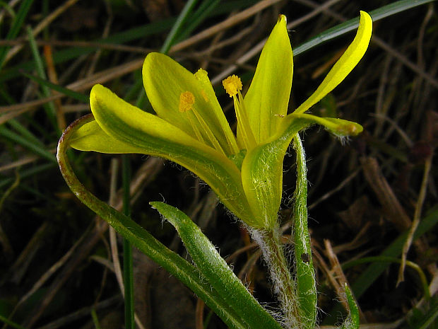 krivec český skalný Gagea bohemica subsp. saxatilis (Mert. et W. D. J. Koch) Asch. et Graebn.