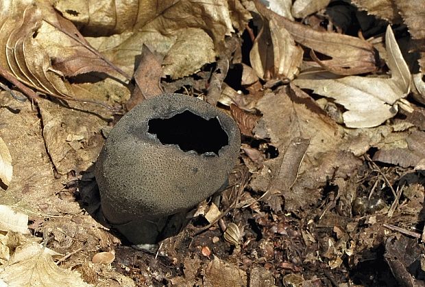 urnička kráterovitá Urnula craterium (Schwein.) Fr.