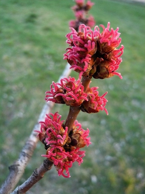 javor cukrový Acer saccharinum L.