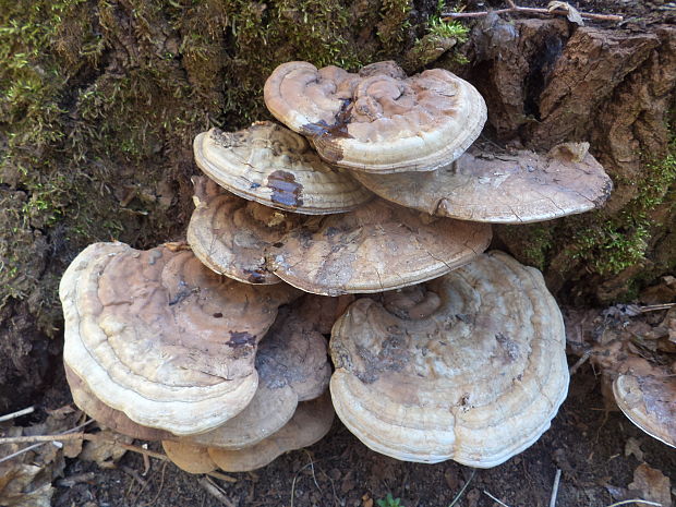 lesklokôrovka plochá Ganoderma applanatum (Pers.) Pat.