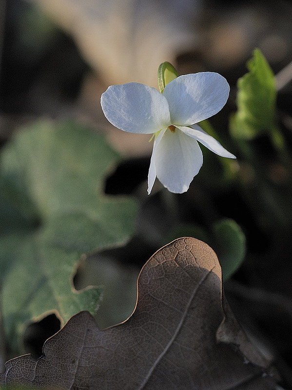 fialka biela Viola alba Besser