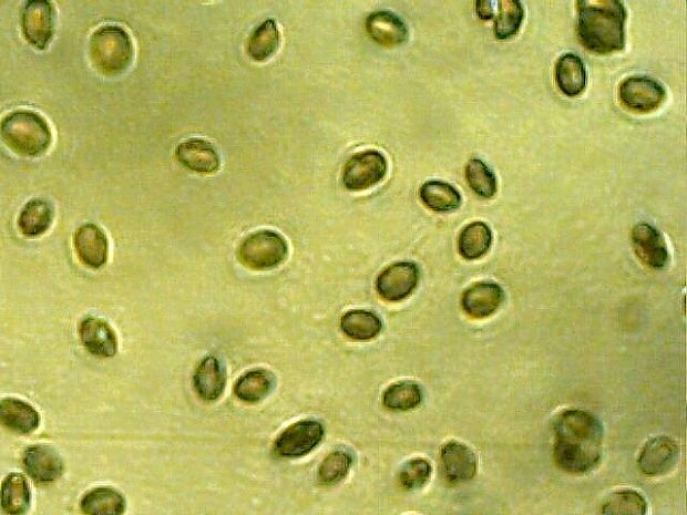 lúčnica šarlátová Hygrocybe coccinea (Schaeff.) P. Kumm.