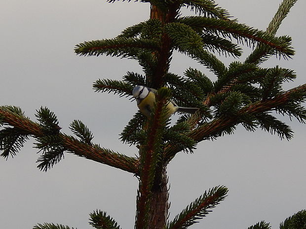 sýkorka belasá Parus caeruleus