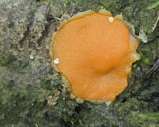 neotielka Neottiella albocincta (Berk. et M. A. Curtis) Sacc.