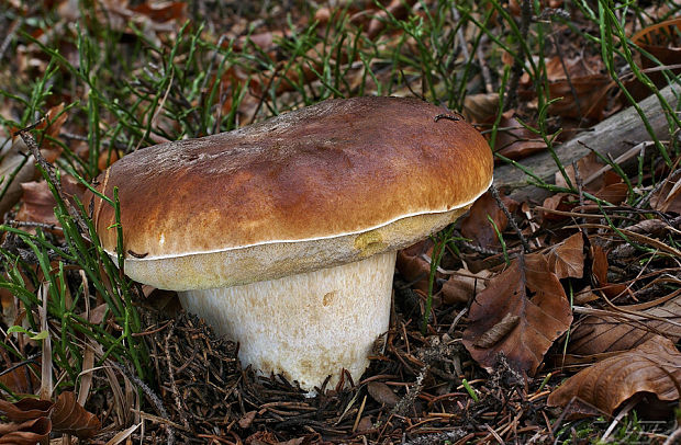 hríb smrekový Boletus edulis Bull.