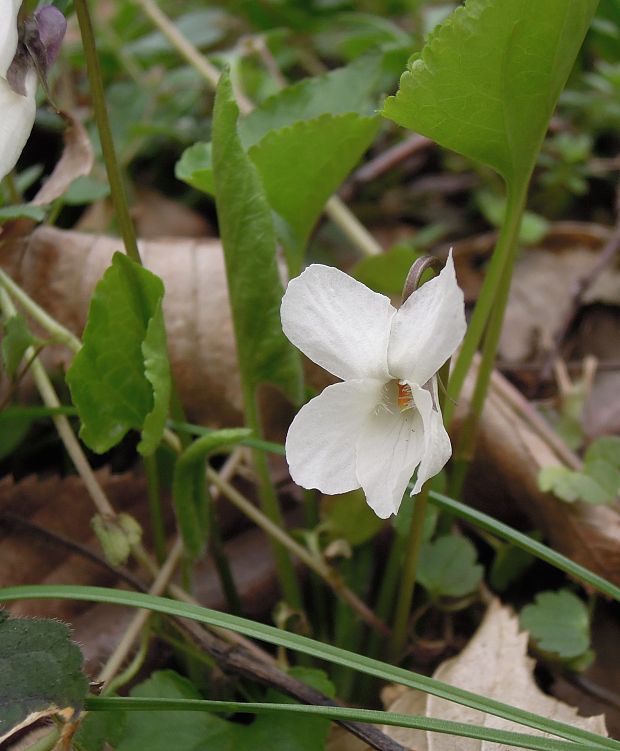 fialka voňavá-biela Viola odorata L.