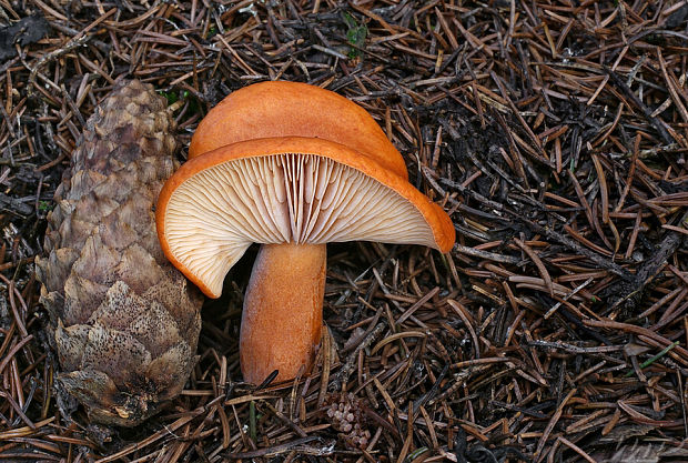 rýdzik pomarančový Lactarius aurantiacus (Pers.) Gray