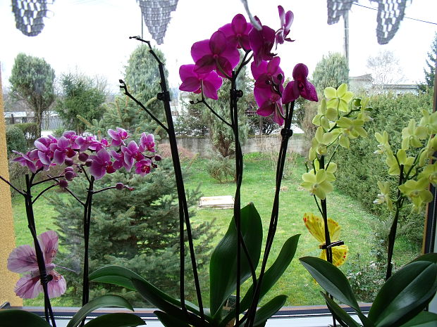 orchideje Phalaenopsis sp.