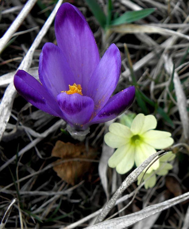 prvosienka bezbyľová a šafran spišský Primula acaulis (L.) L.
