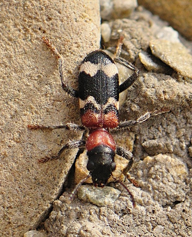 pestroš mravcový Thanasimus formicarius