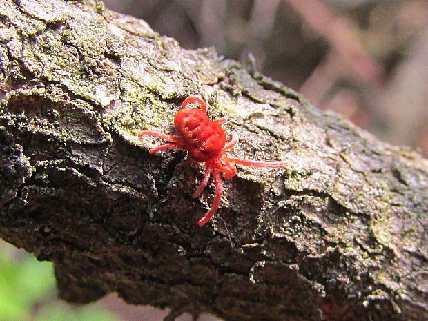 sametka rudá Trombicula autumnalis