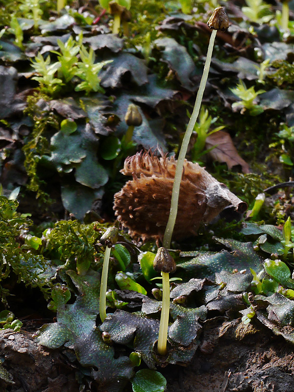 lupeňovec kužeľovitý Conocephalum conicum (L.) Cogn.