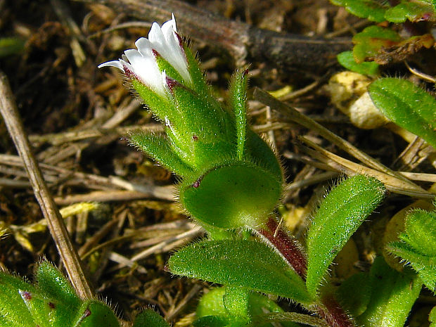 rožec nízky Cerastium pumilum Curtis