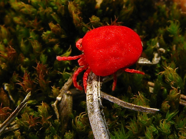 roztočík červený/sametka rudá Trombidium holosericeum