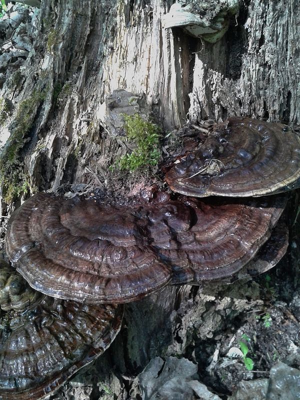 lesklokôrovka plochá Ganoderma applanatum (Pers.) Pat.