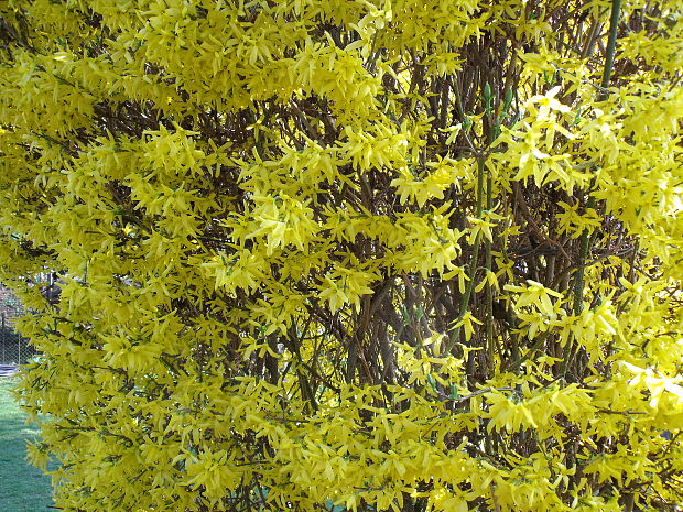 zlatovka prostredná Forsythia × intermedia Zabel