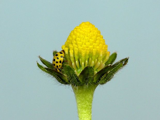 lienka múčnatá (sk) / slunéčko dvaadvacetitečné (cz) Psyllobora vigintiduopunctata Linnaeus, 1758