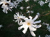 magnolia hviezdokvetá