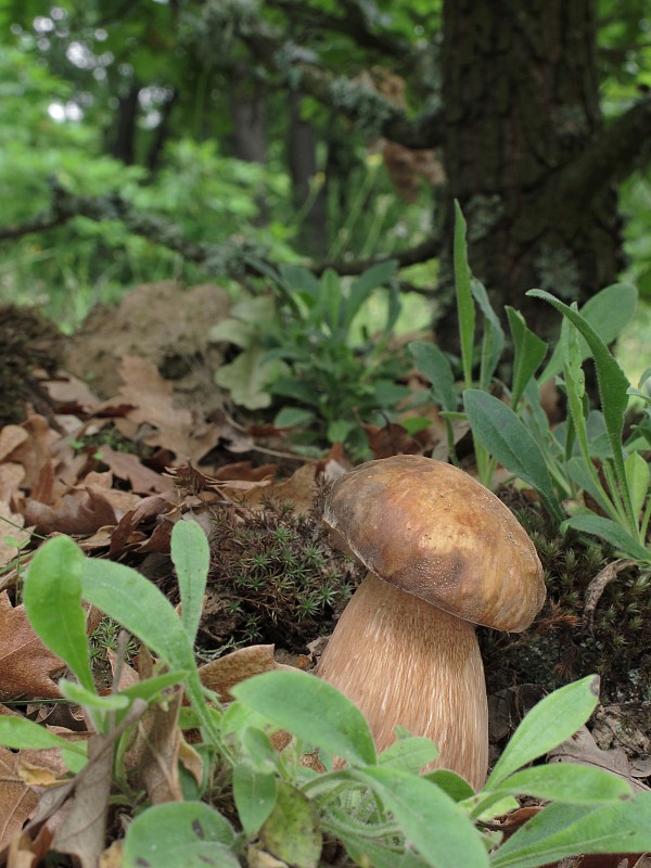 hríb bronzový Boletus aereus Bull. ex Fr.