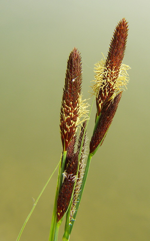 ostrica obyčajná Carex  nigra