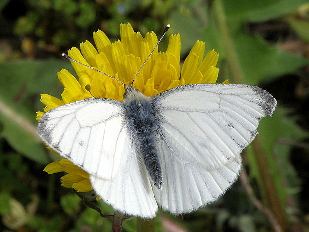 mlynárik repkový Pieris napi Linnaeus 1758