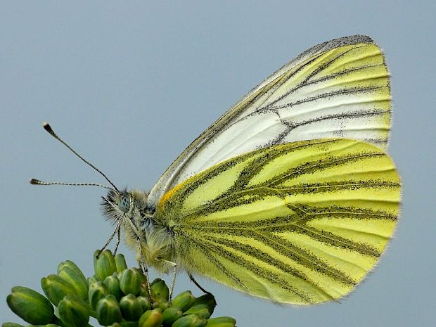 mlynárik repkový (sk) / bělásek řepkový (cz) Pieris napi Linnaeus, 1758