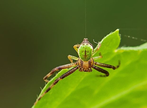 bežník listový Ebrechtella tricuspidata