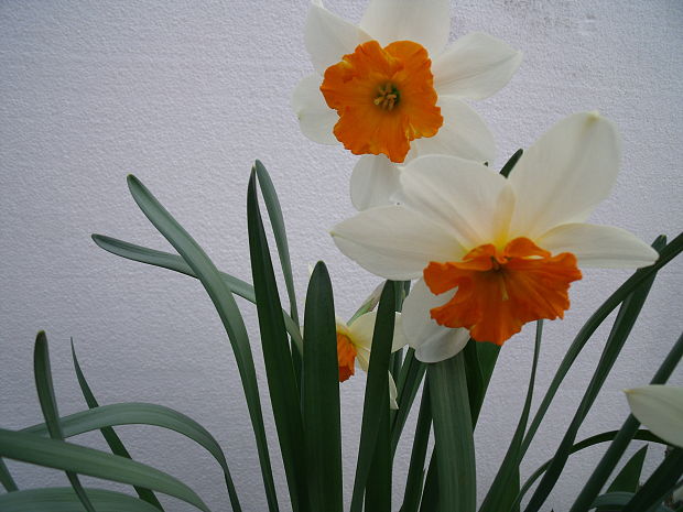 narcis žltý Narcissus pseudonarcissus L.