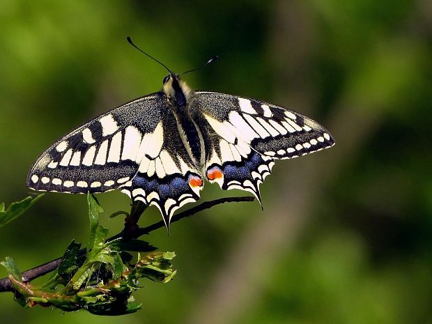 vidlochvost feniklový (sk) otakárek fenyklový (cz) Papilio machaon Linnaeus, 1758