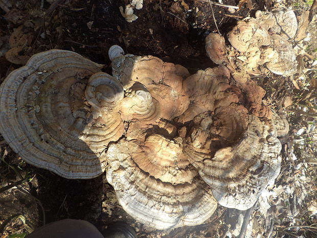 lesklokôrovka plochá Ganoderma applanatum (Pers.) Pat.