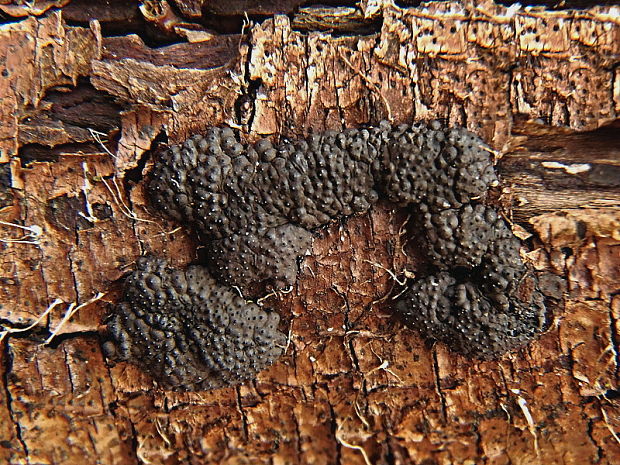 drevovček mnohotvarý Jackrogersella multiformis (Fr.) L. Wendt, Kuhnert & M. Stadler