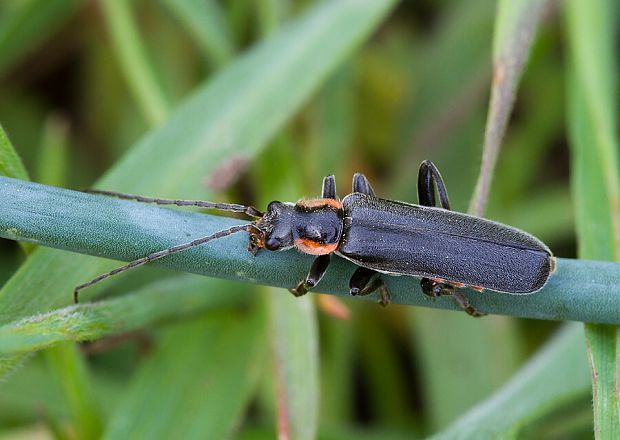 . Cantharis obscura