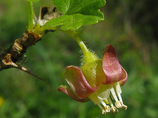 ríbezľa egrešová Ribes uva-crispa L.