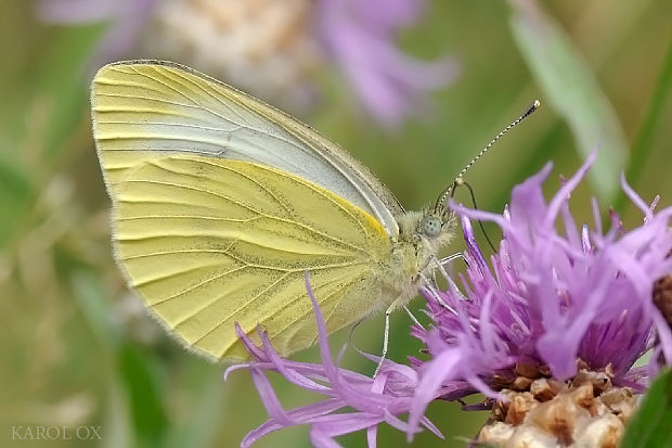 mlynárik repkový Pieris napi