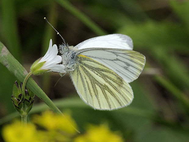 mlynárik repkový Pieris napi Linnaeus 1758