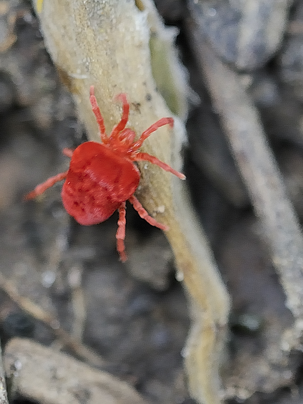 roztočník červený Trombidium holosericeum Linnaeus,1758