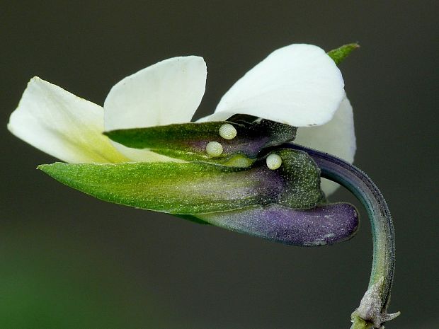 perlovec malý (sk)  perleťovec malý (cz) Issoria lathonia Linnaeus, 1758