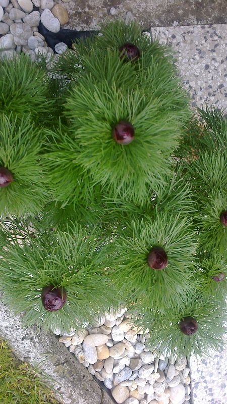 pivonka Paeonia tenuifolia