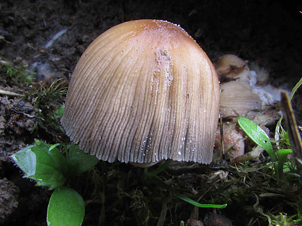 hnojník lesní coprinus sylvaticus