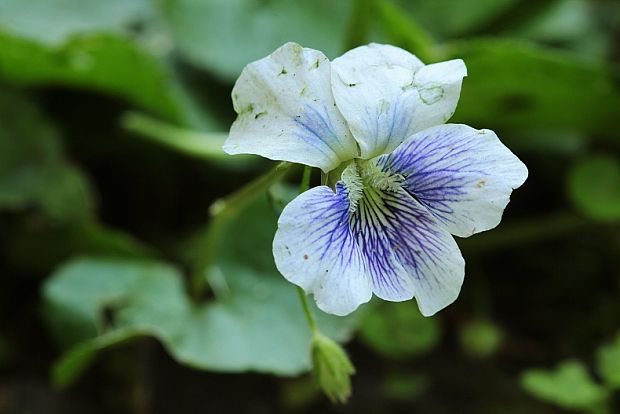 fialka Viola sororia cv. "Priceana"