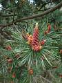 borovica lesná - sosna, červenkasté puky samčích kvetov