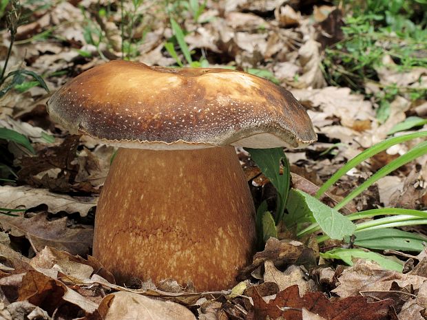 hríb bronzový Boletus aereus Bull. ex Fr.