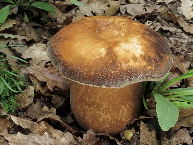 hríb bronzový Boletus aereus Bull. ex Fr.