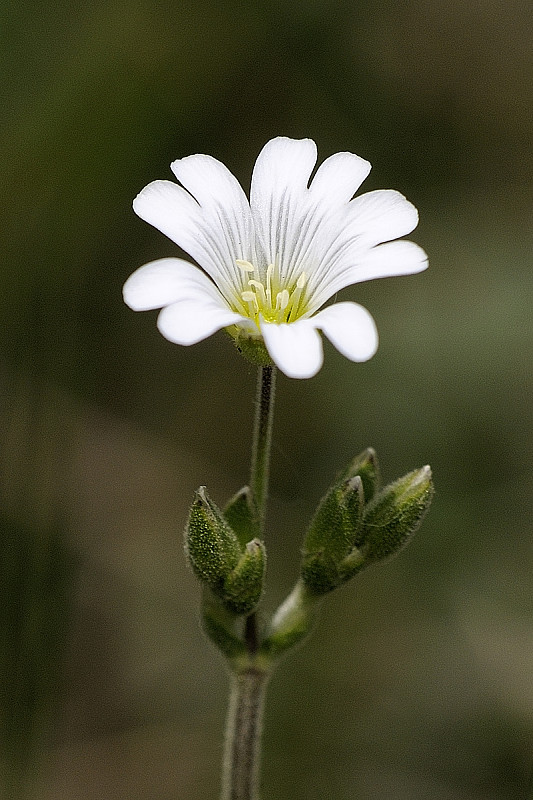 rožec roľný Cerastium arvense  L.