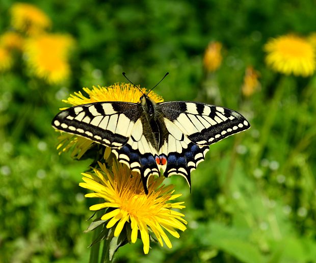 vidlochvost fenyklový   Papilio machaon L
