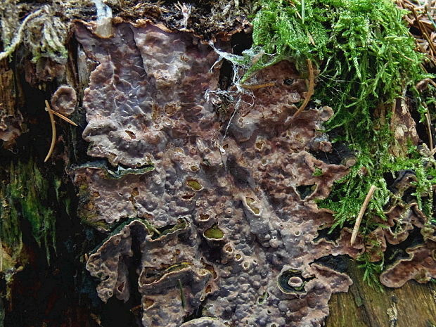 pevnica škridlicovitá Amylostereum areolatum (Chaillet ex Fr.) Boidin