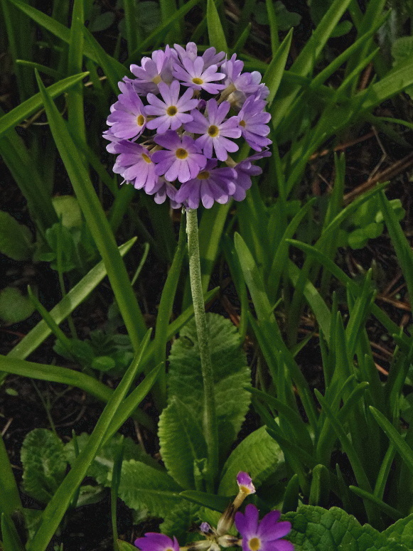 prvosienka Primula denticulata Sm.