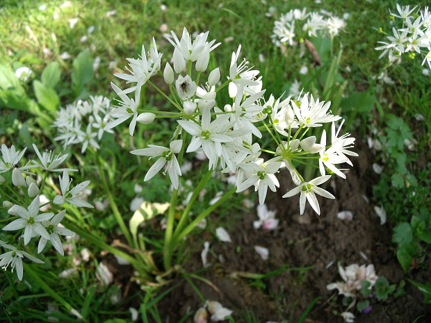 medvedí cesnek Allium ursinum L.